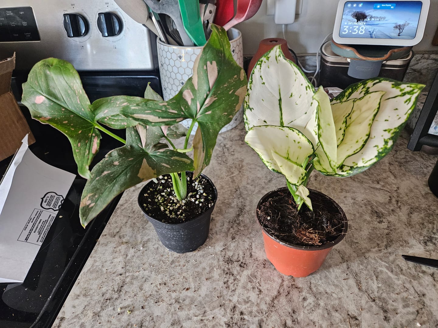 Customer photo review of Aglaonema 'Super White'