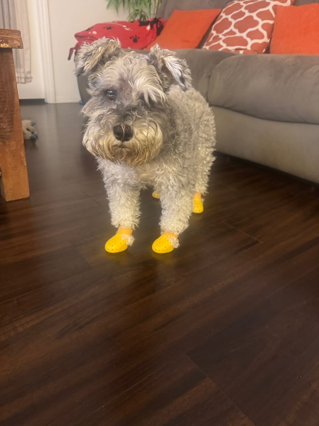 Customer photo review of WagWellies® Mojave