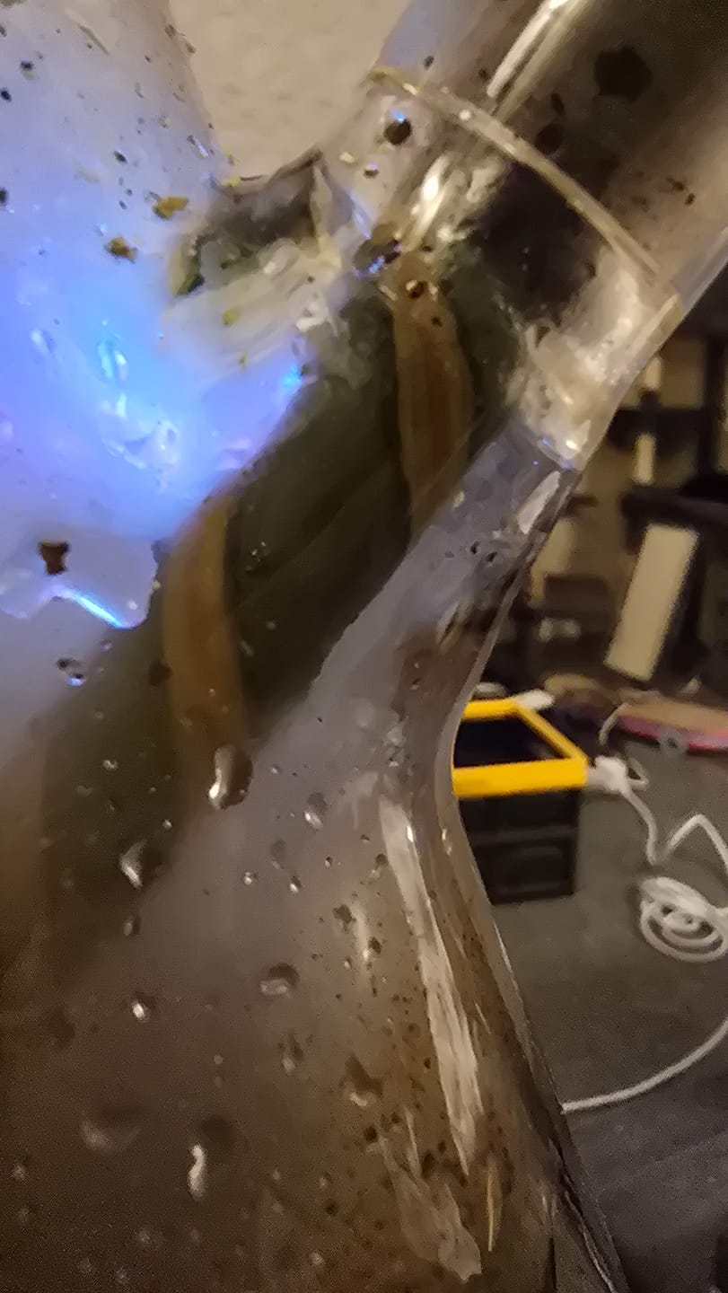 Customer photo review of AFM 5″ Reversal Glass Downstem