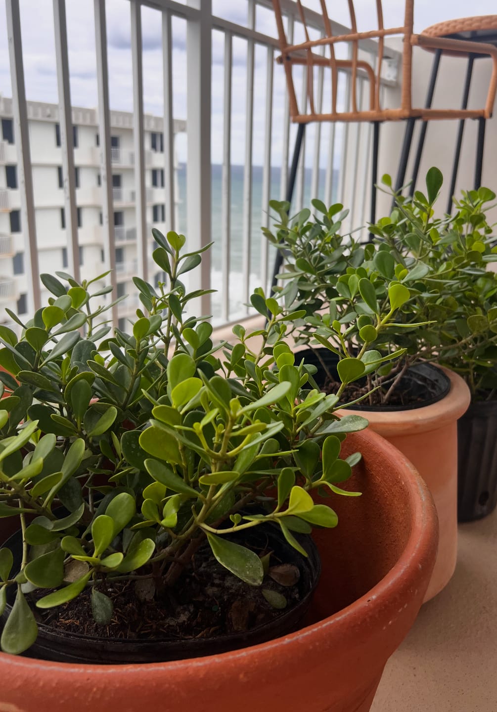 Customer photo review of Dwarf Clusia