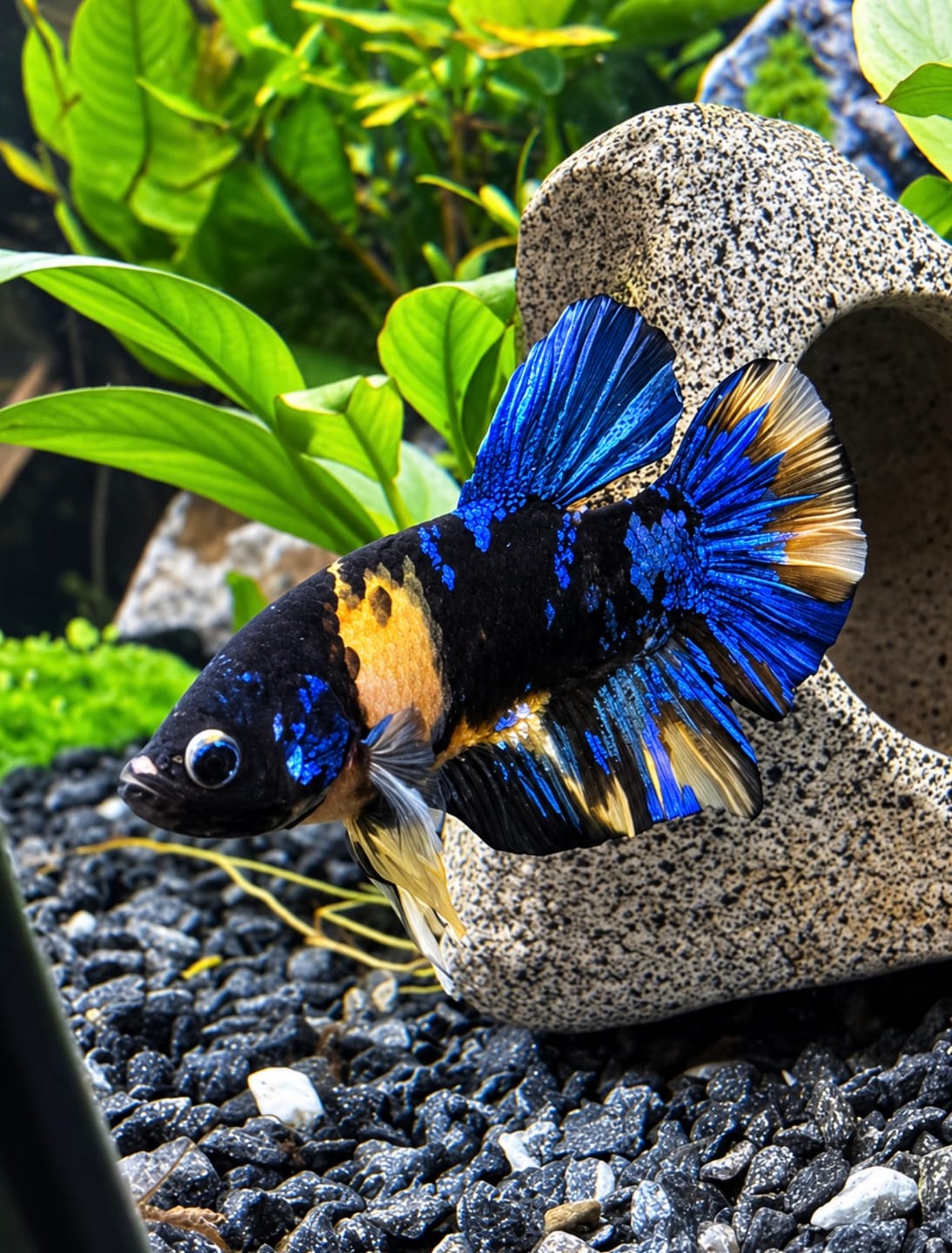 Customer photo review of Koi Yellow Galaxy Male Plakat Betta Fish | High Grade | Mystery Betta