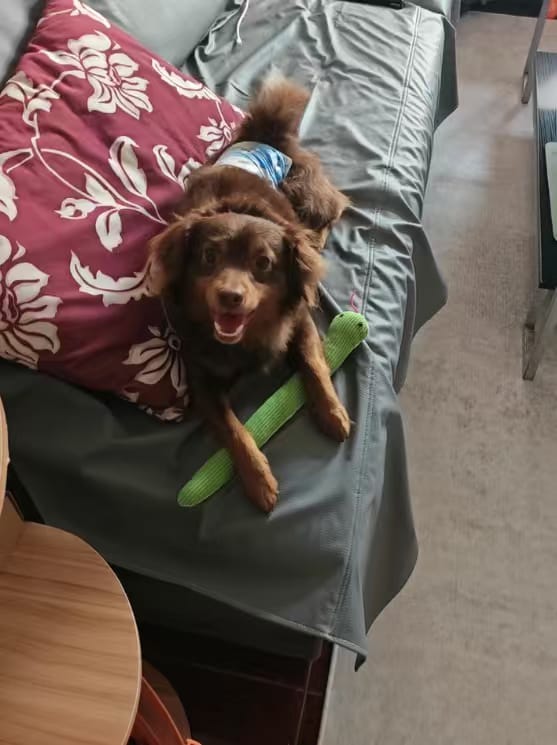 Customer photo review of Calming Snake