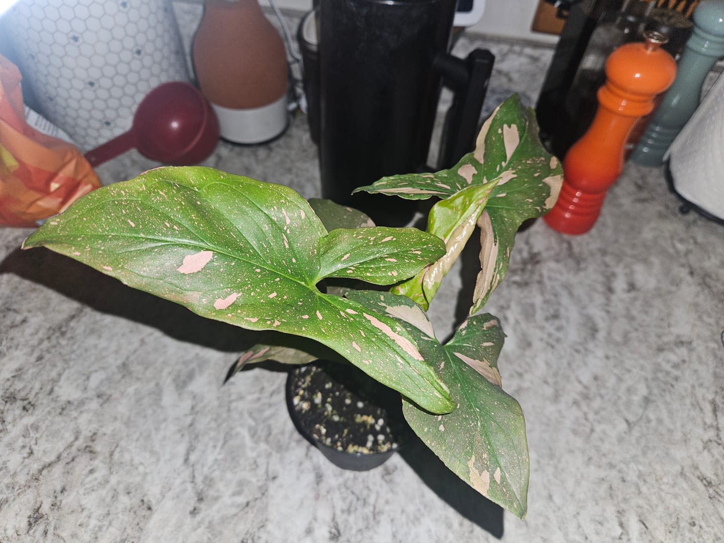 Customer photo review of Syngonium podophyllum 'Pink Splash'