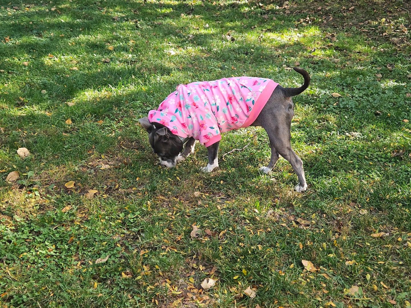 Customer photo review of Dog Hoodie Prints