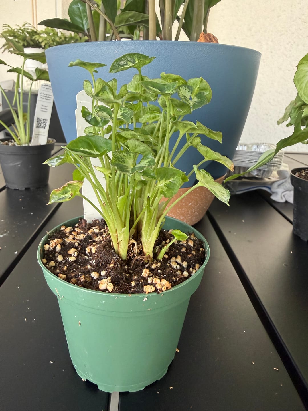 Customer photo review of Syngonium podophyllum 'Pixie'
