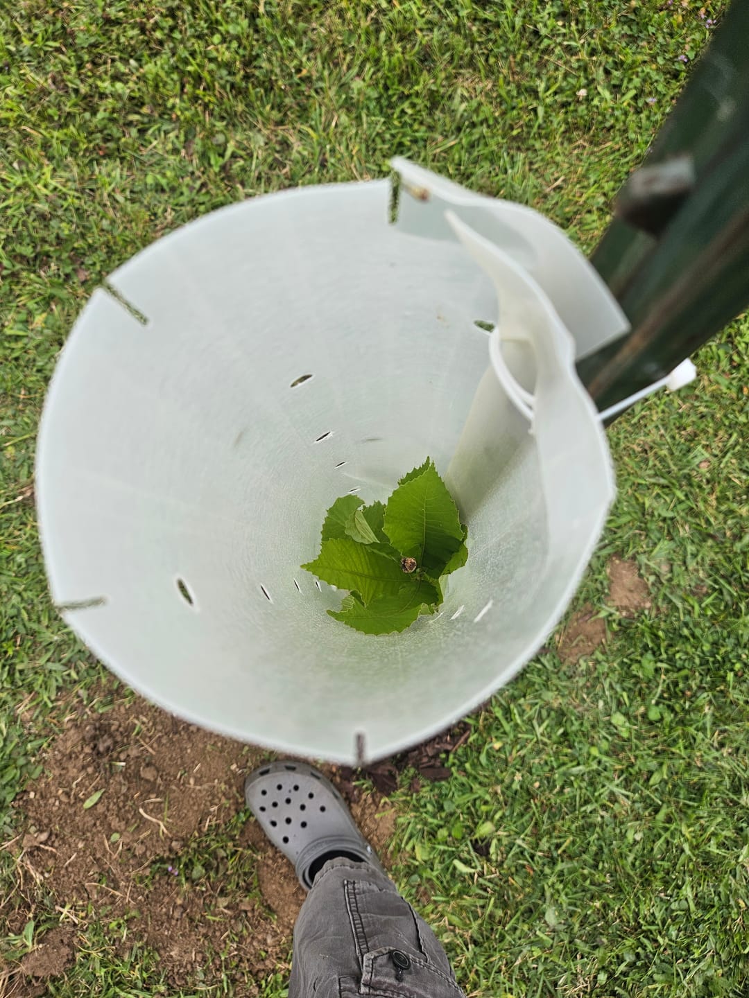 Customer photo review of Late Drop Hybrid Chestnut