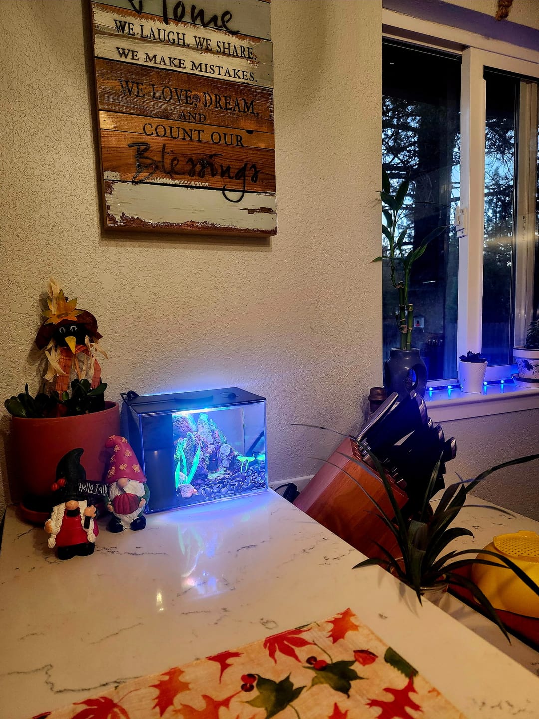 Customer photo review of Neocaridina Skittles Shrimp Pack – Assorted Freshwater Colors