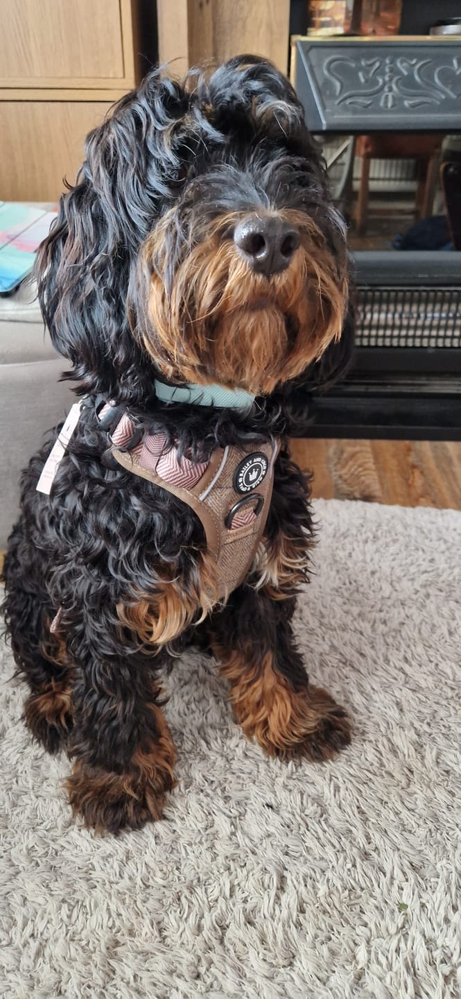 Customer photo review of Trail & Glow Tweed Dog Harness - Oxford Tweed