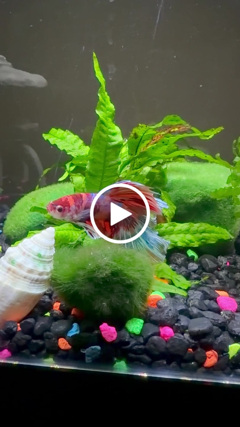 Customer video review of Multicolor Halfmoon Male Betta Fish | High Grade | Order Directly From Farm |  You Pick Fish