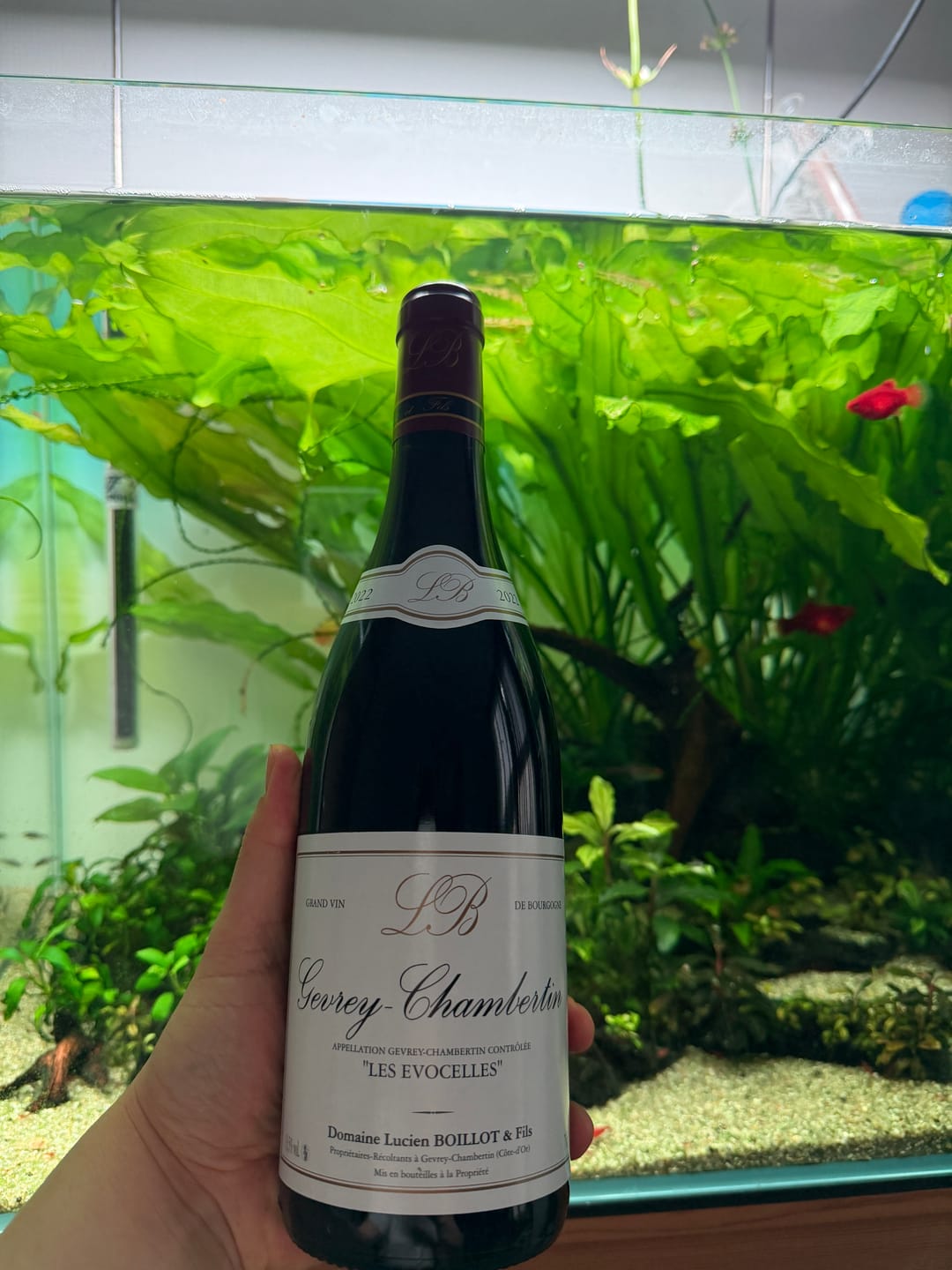 Customer photo review of Lucien Boillot Gevrey ChaMbertin Les Evocelies 2022