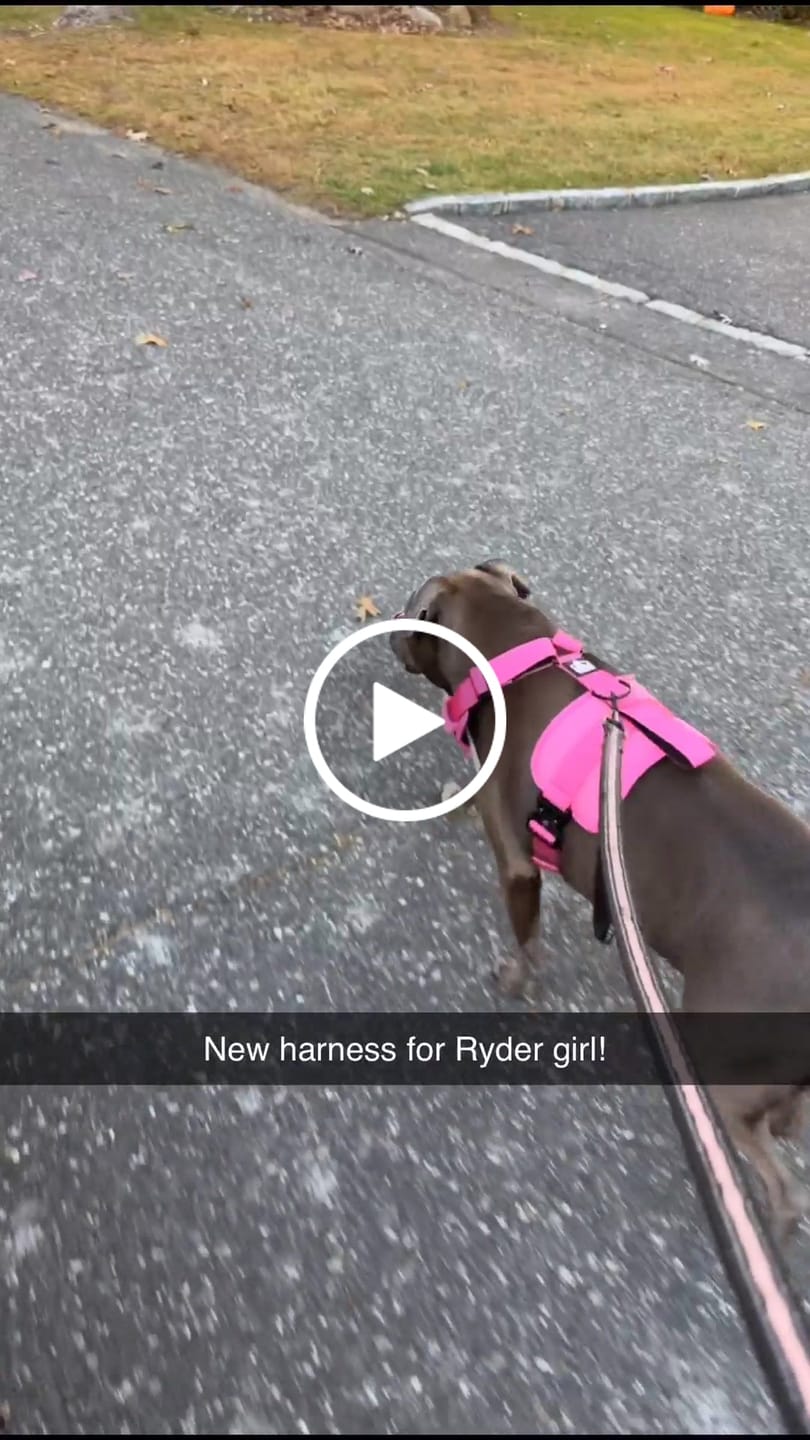 Customer video review of No Pull Bully Proof Harness