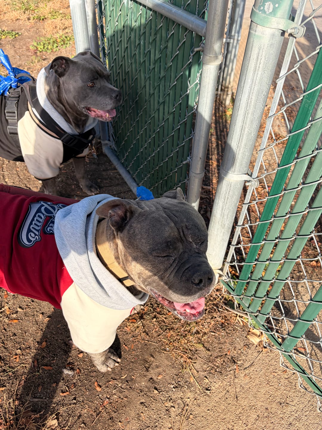 Customer photo review of Dog Varsity Jacket - Red