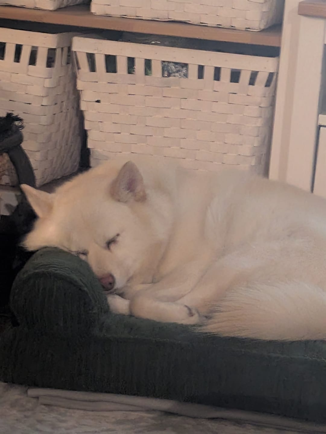 Customer photo review of Pet Bed Non Slip Dog Mat Orthopedic Sofa  Cushion Washable Removable