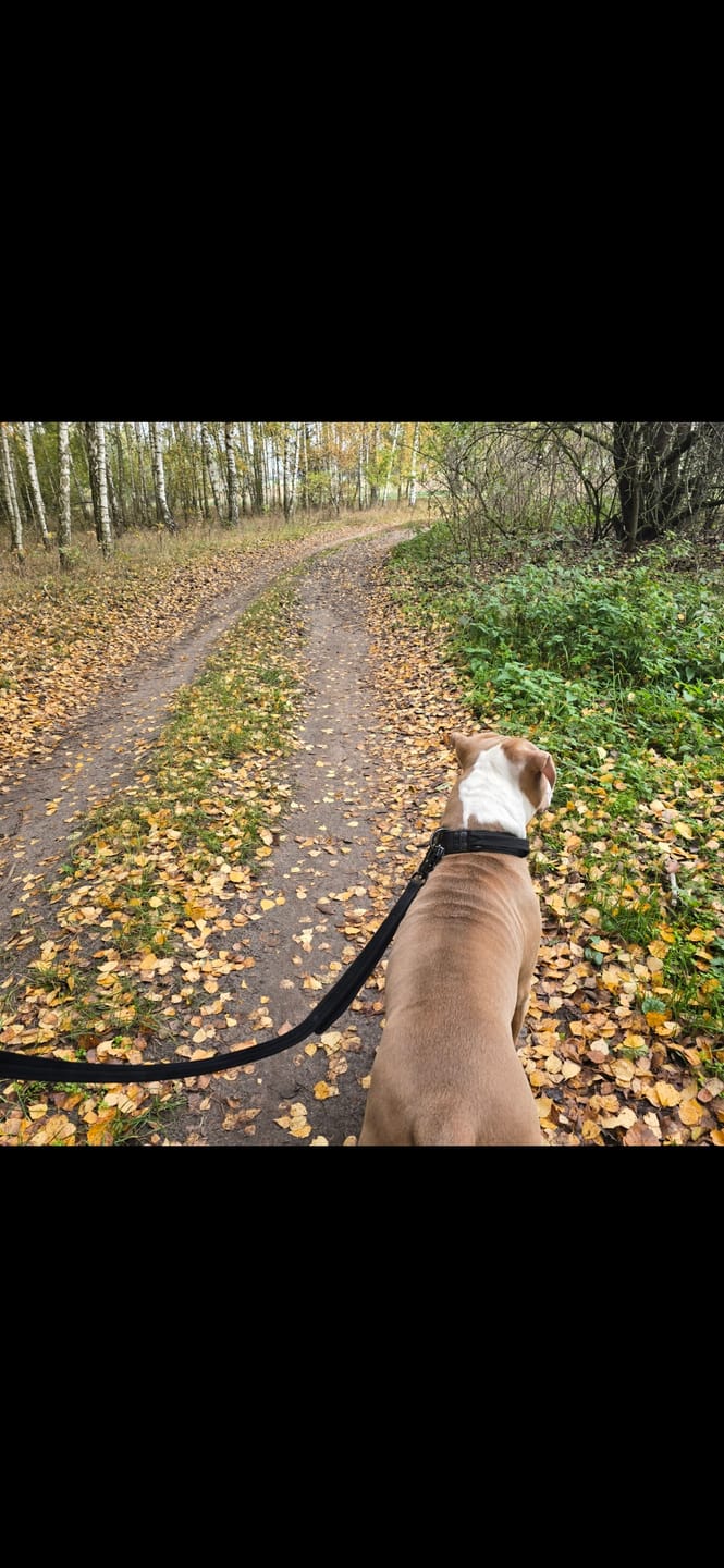 Customer photo review of Smycz z dodatkową rączką - Guard Leash Black Edition Czarna