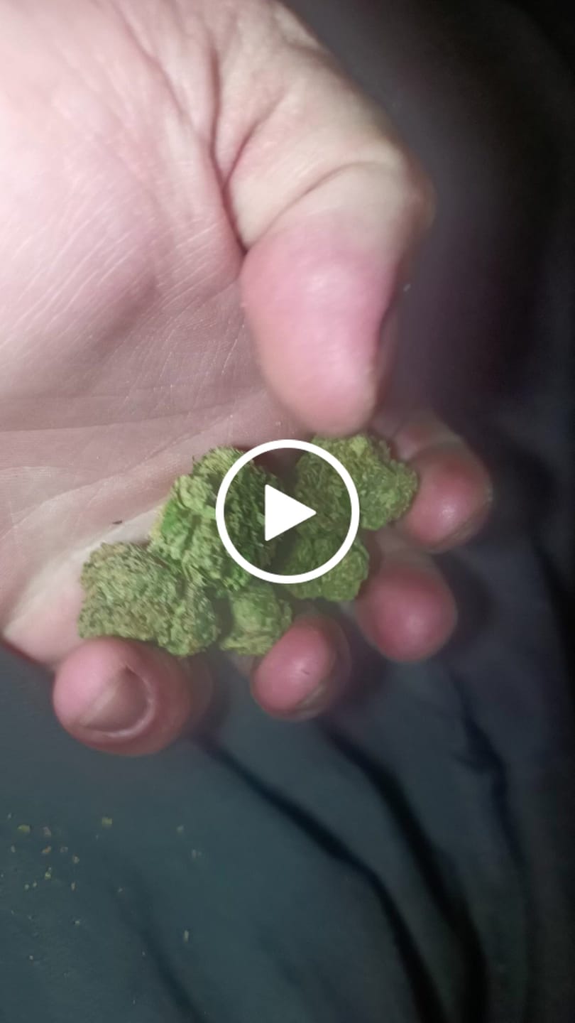 Customer video review of Biscotti THCA Flower (Budget)