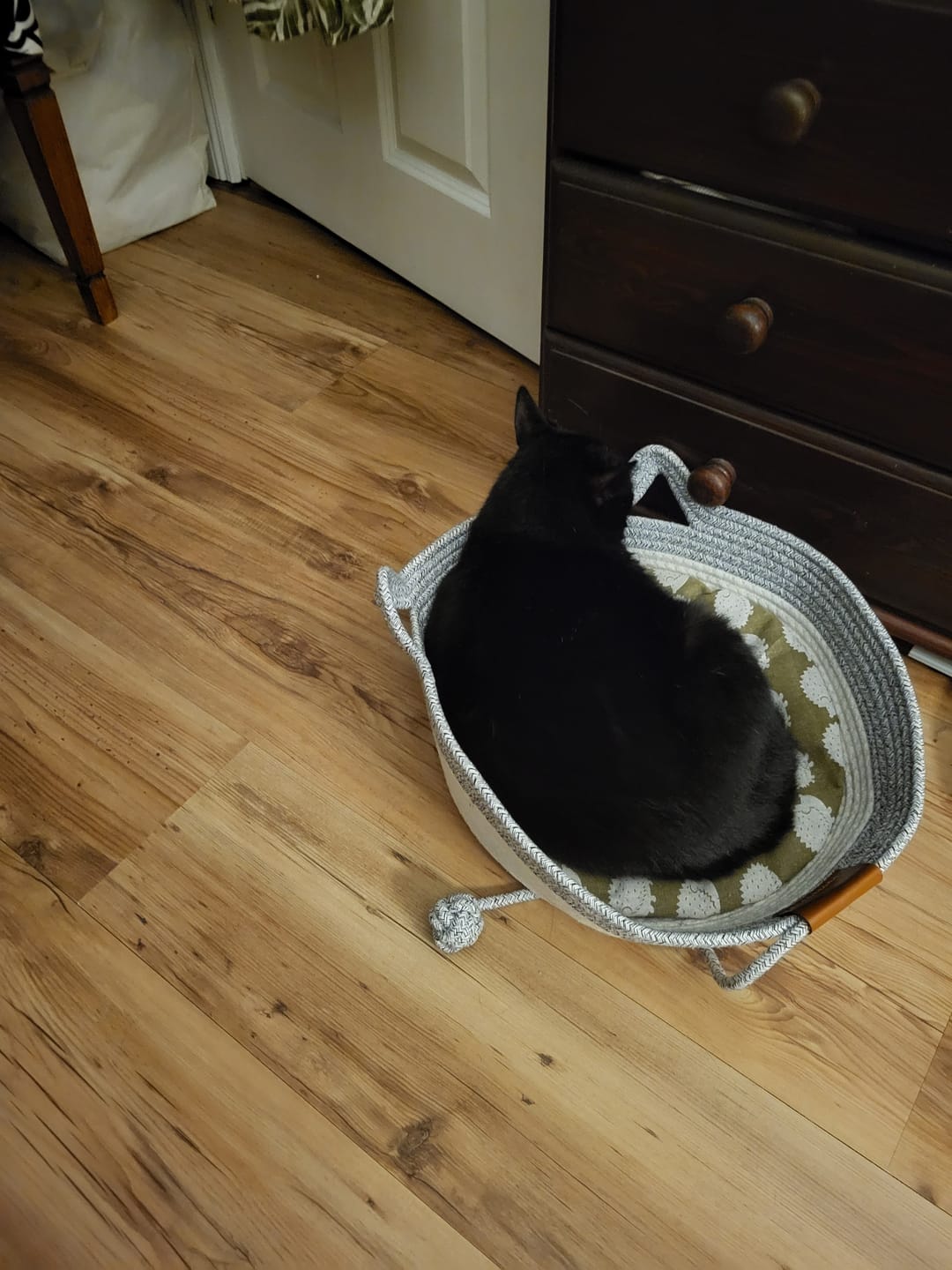 Customer photo review of Instinct Basket | Meet the first research-backed natural territory for indoor cats