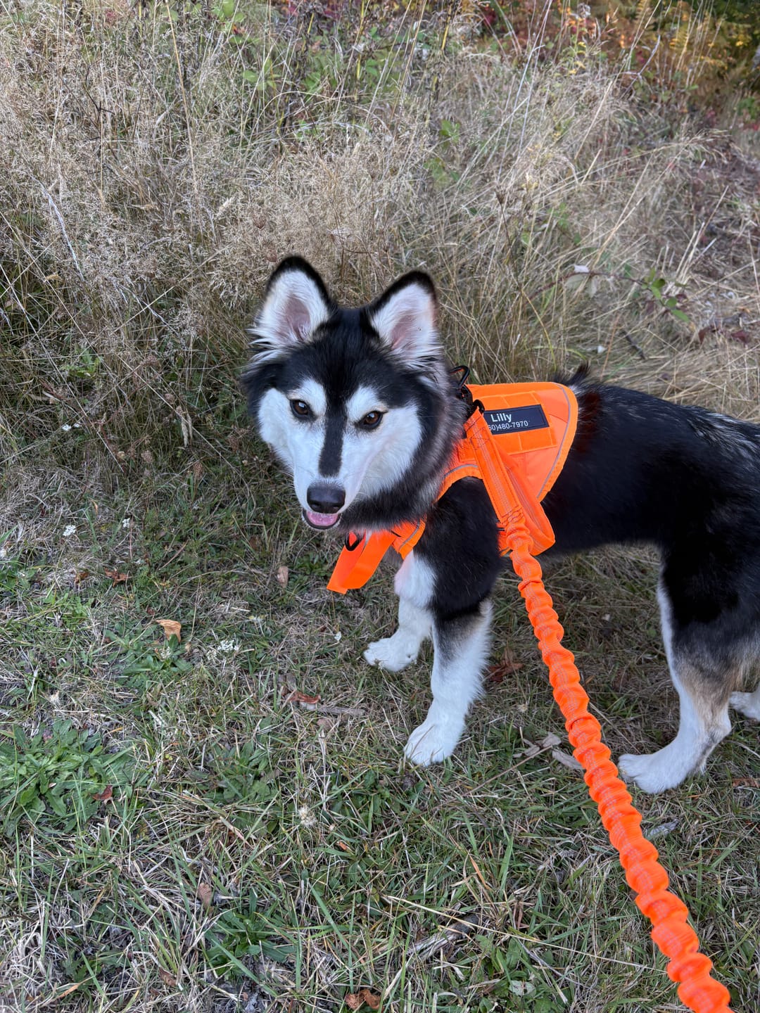 Customer photo review of Custom Hook & Loop Patch For Harness (Printed - 1 Pair)