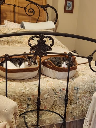 Customer's two Instinct Baskets, each containing a cat, resting on a bed with a brown and white patterned quilt.
