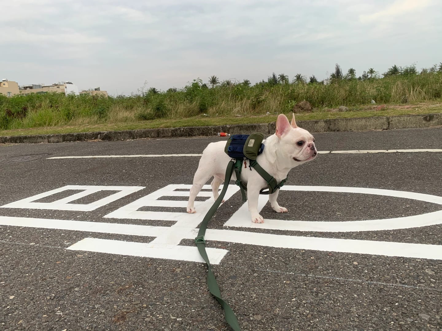 Customer photo review of TERRA Choke Free Dog Harness – Underarm-Friendly X-Fit Design with Leather-Back Comfort, Single or Leash Set Available