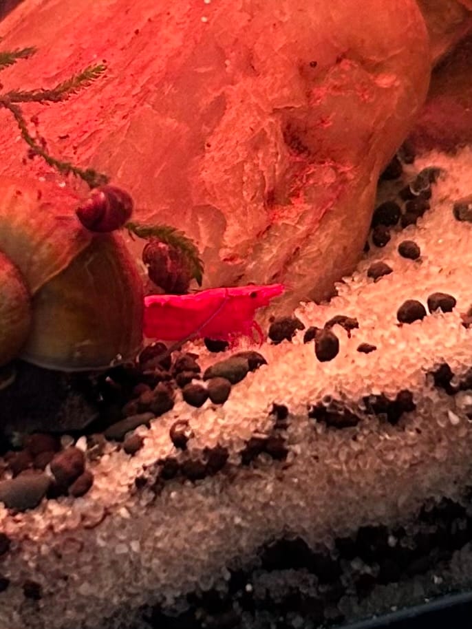Customer photo review of Fire Red Cherry Shrimp (Bright Red Neocaridina)