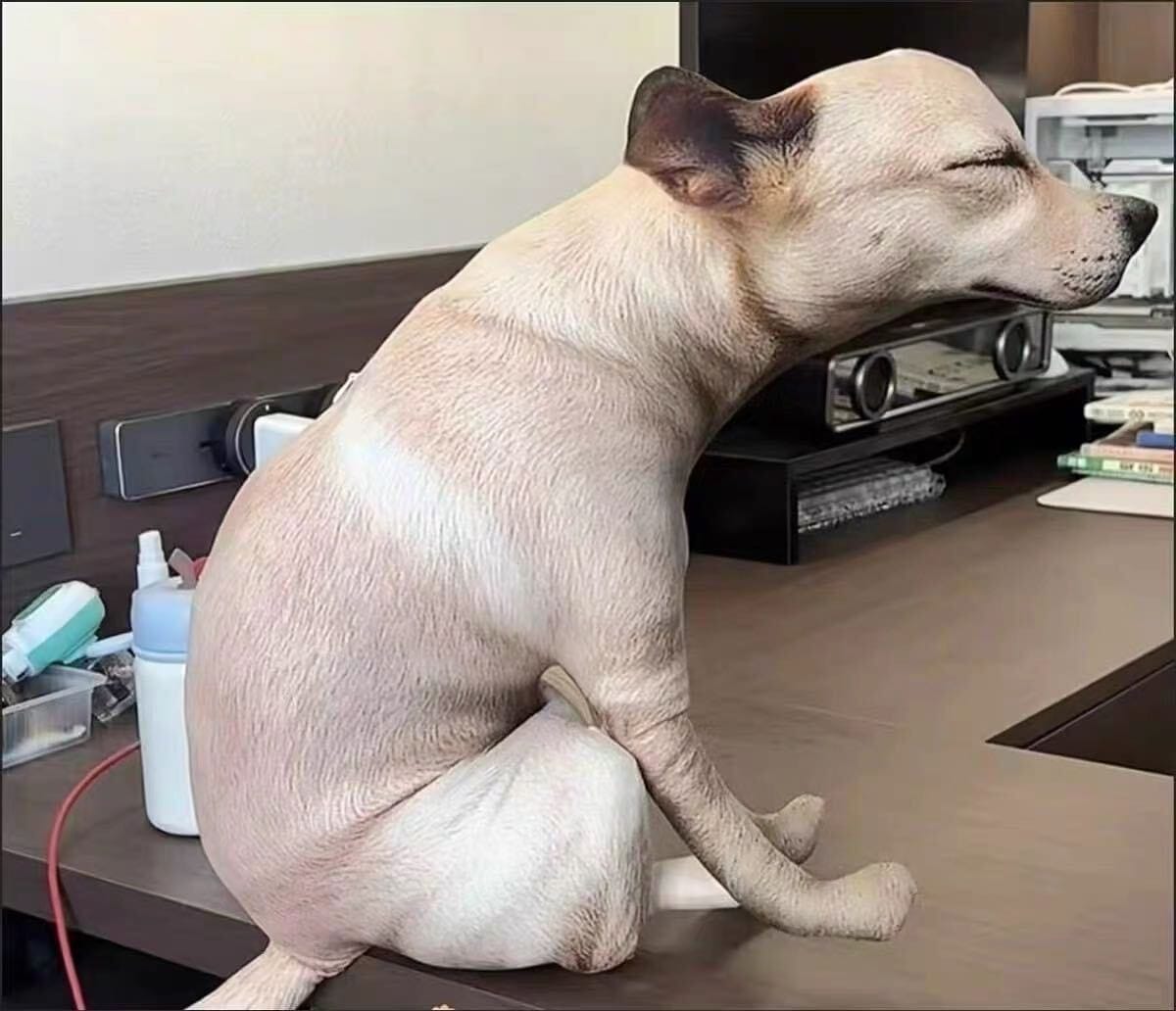 Customer photo review of Real Dog