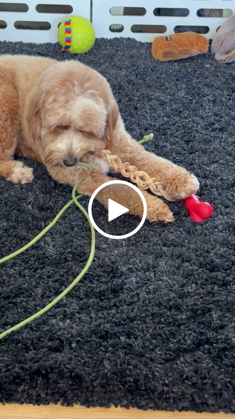Customer video review of Ostrich Tendon Twister (12" x 2.5" x 1"): The Satisfying, All-Natural Chew for Dental Health & Joint Support
