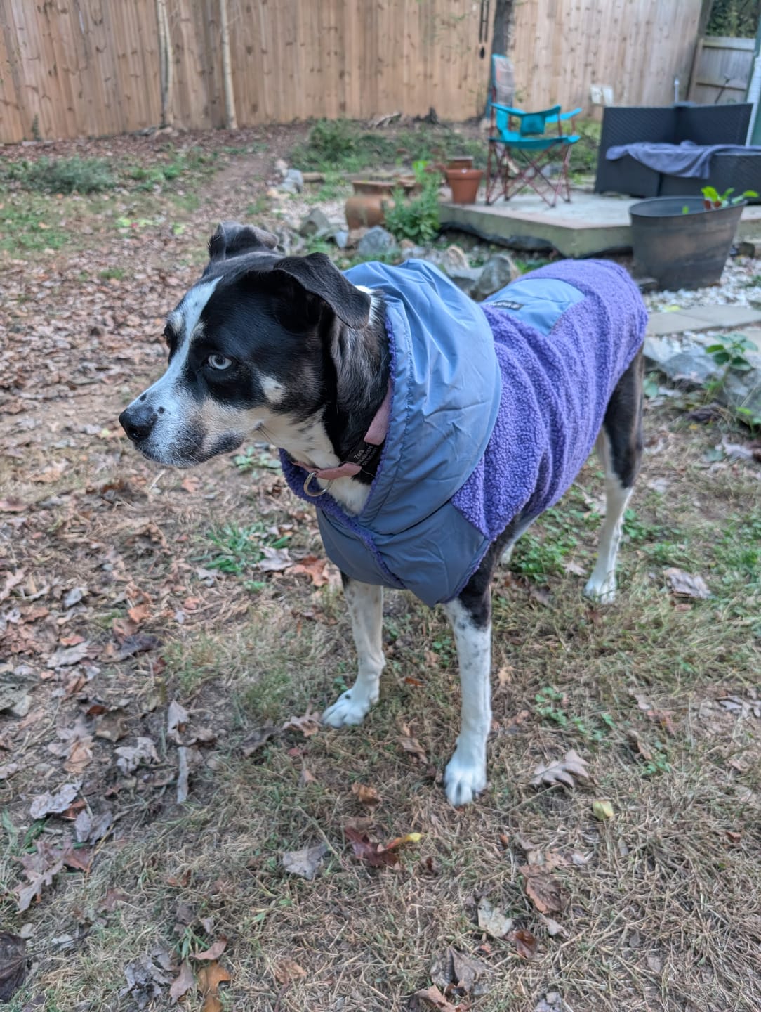 Customer photo review of Reversible Sherpa Jacket - Purple and Blue