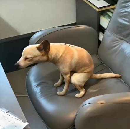 Customer photo review of Real Dog