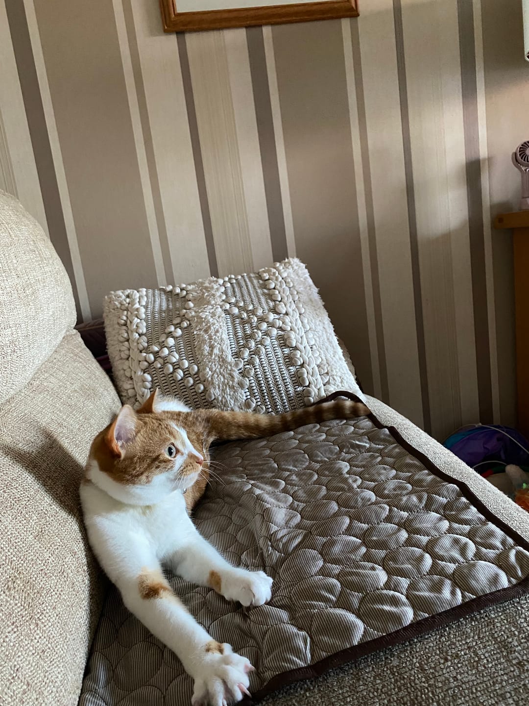 Customer photo review of Fit Litter PLUS