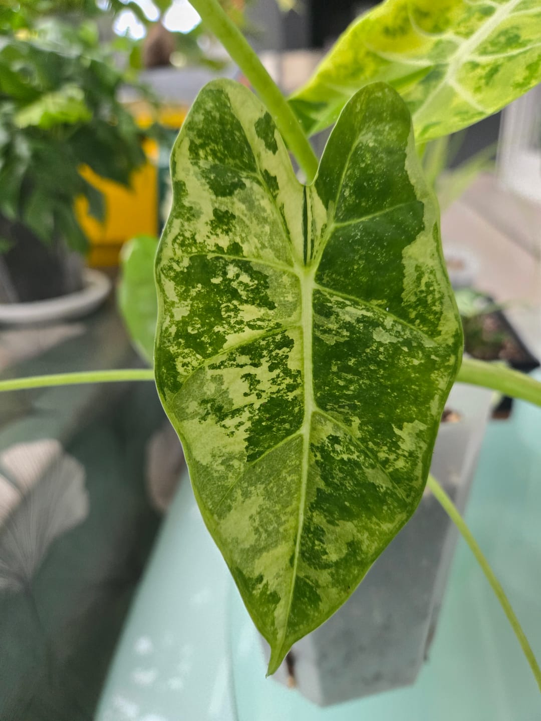 Customer photo review of Alocasia Mix