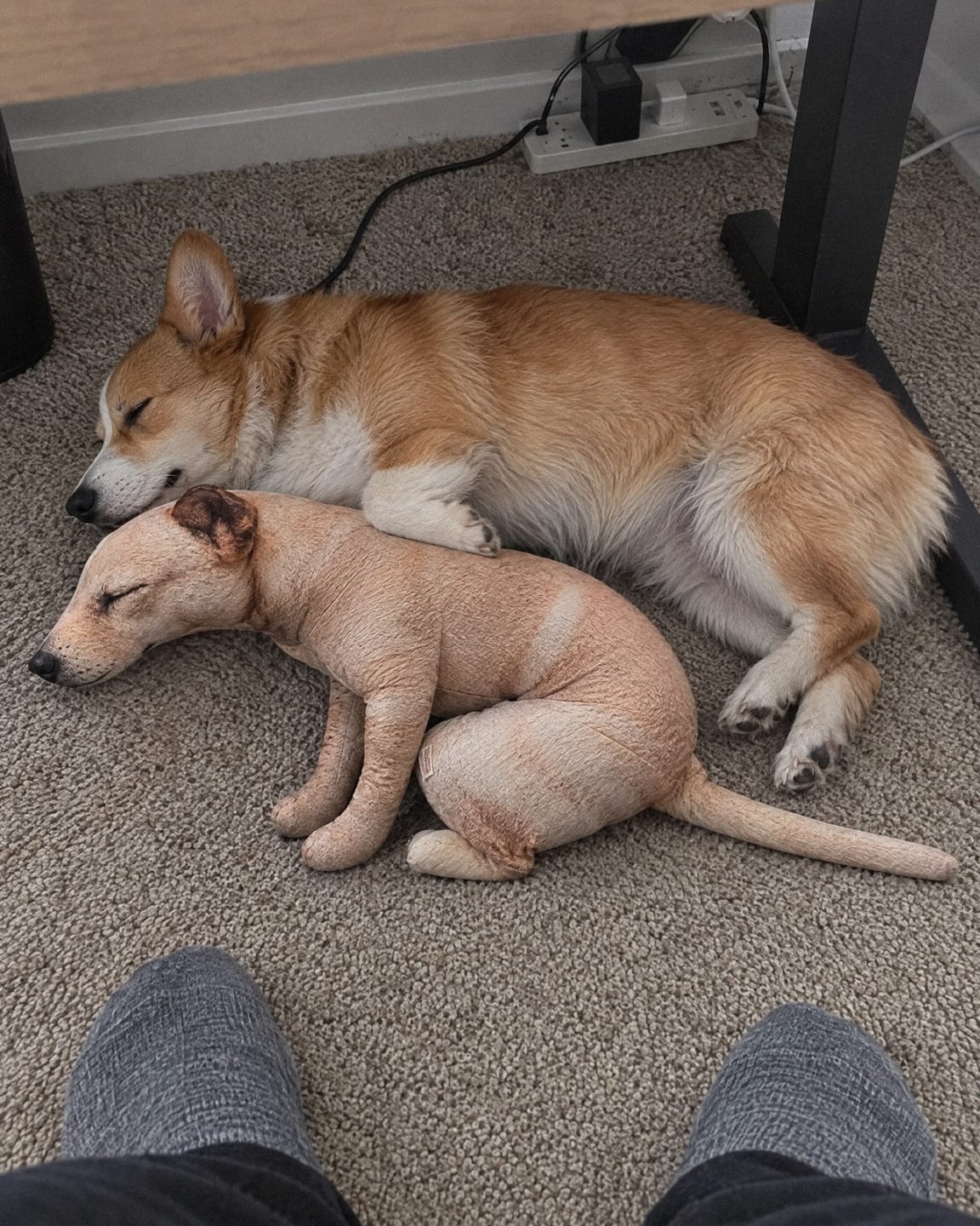 Customer photo review of Real Dog