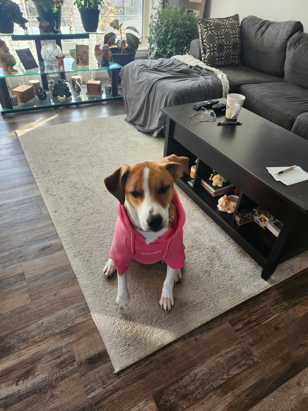 Customer photo review of Essential Dog Hoodie - Blush Pink