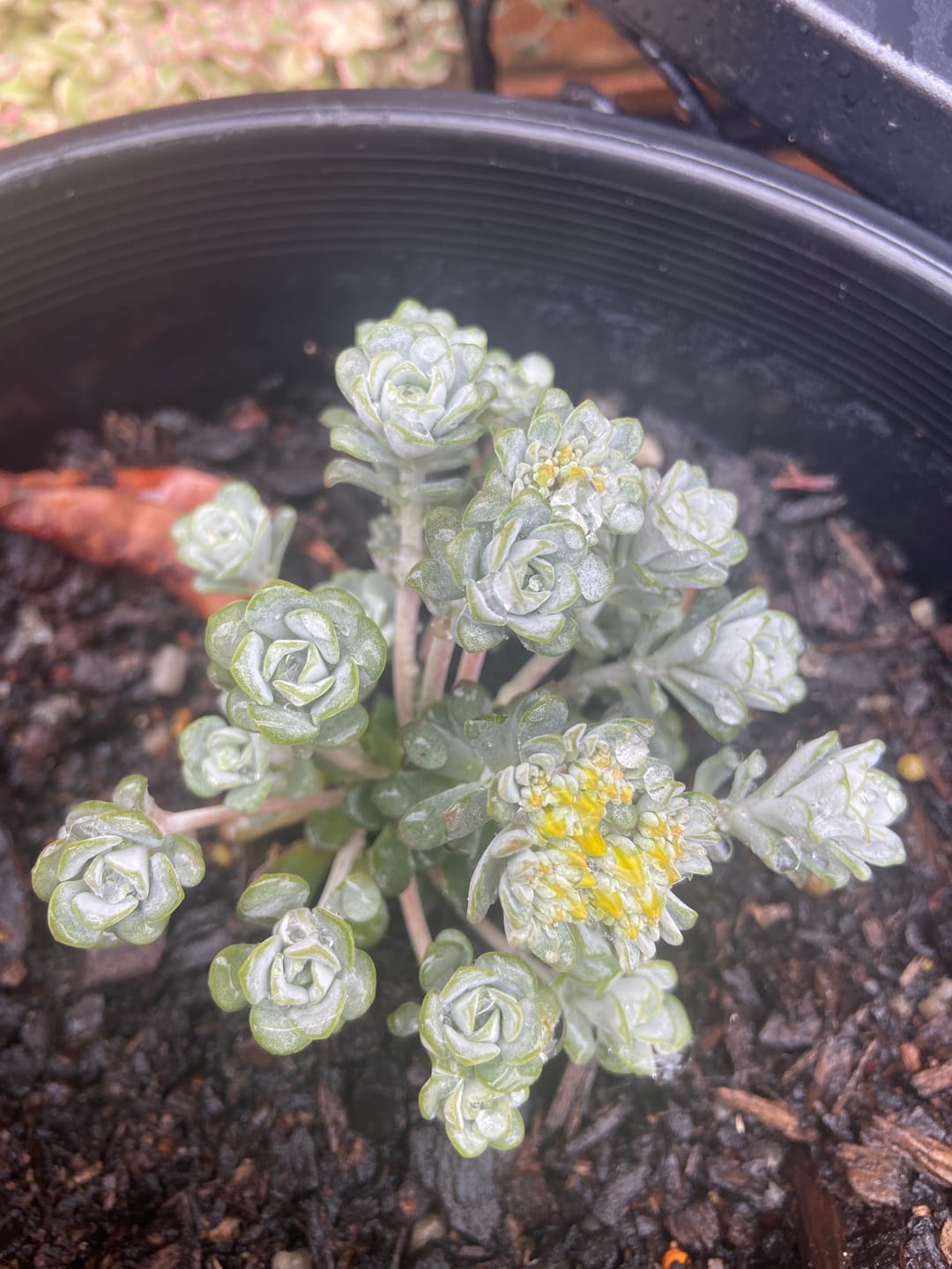 Customer photo review of Sedum ‘Silver Mound’ – Succulent