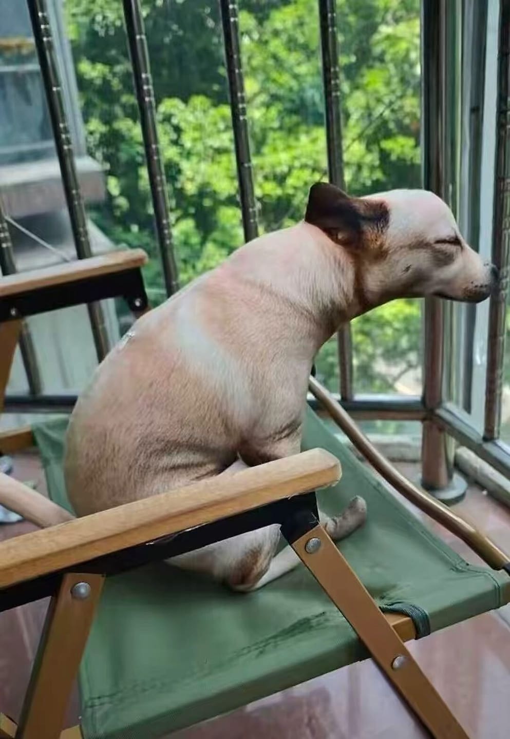 Customer photo review of Real Dog