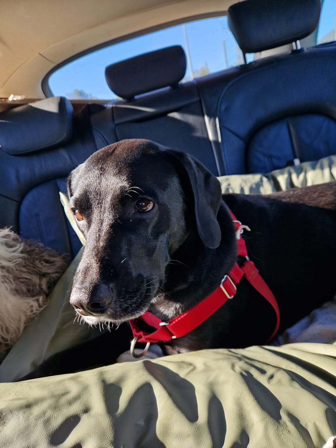Customer photo review of Dog Dock V2 New & Improved ISO Fix