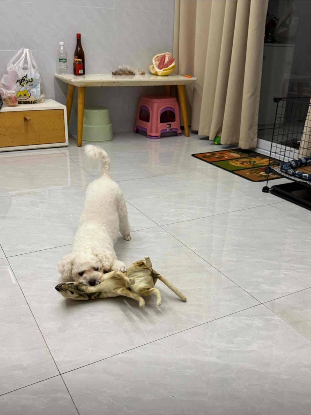 Customer photo review of Real Dog