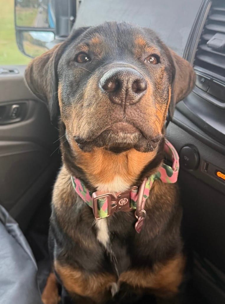 Customer photo review of 4cm Lighter Combat® Collar | With Handle & Secure Clip - Pink Camouflage