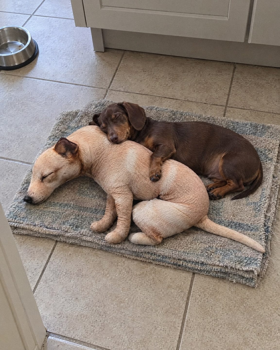 Customer photo review of Real Dog