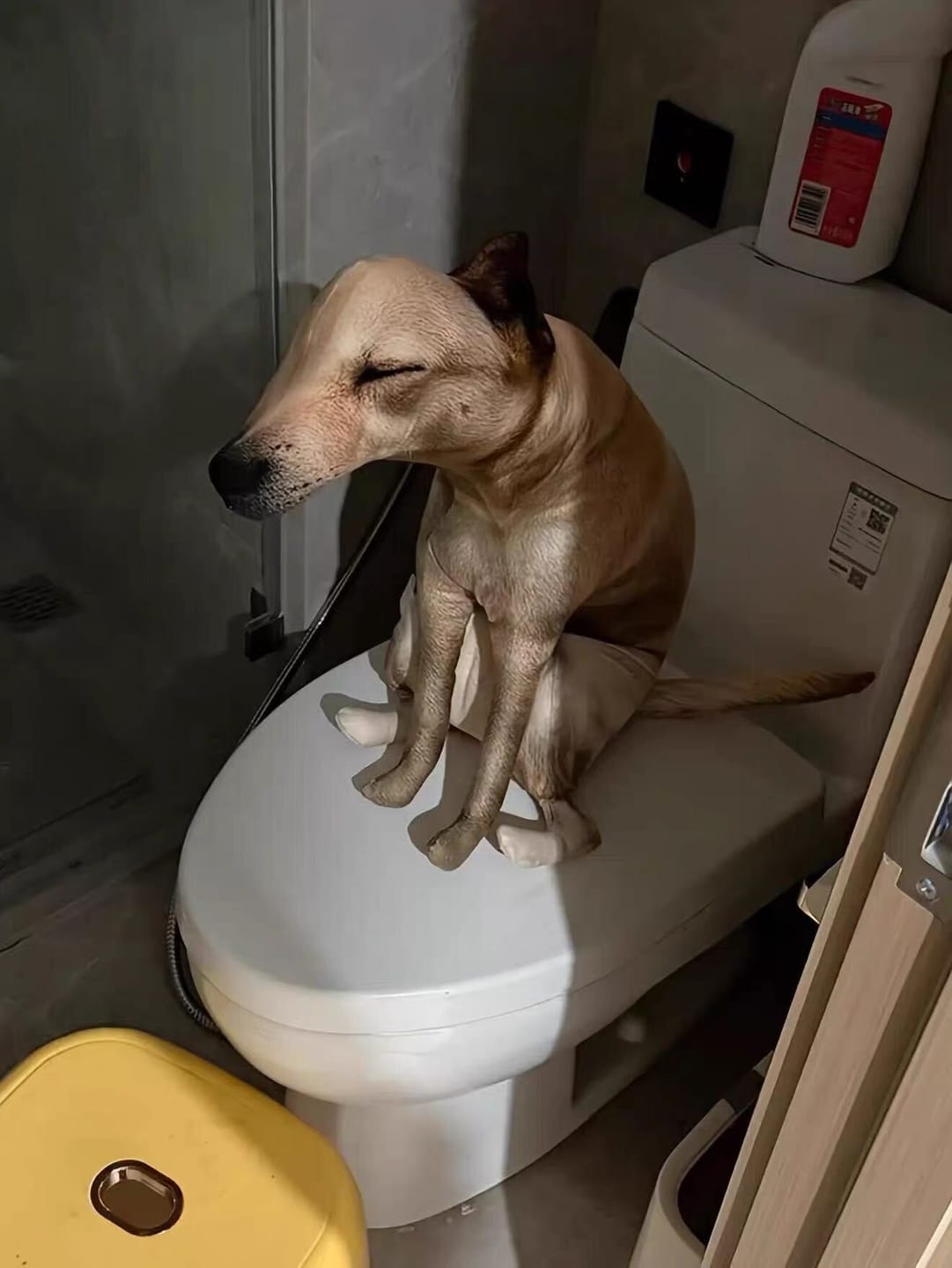 Customer photo review of Real Dog