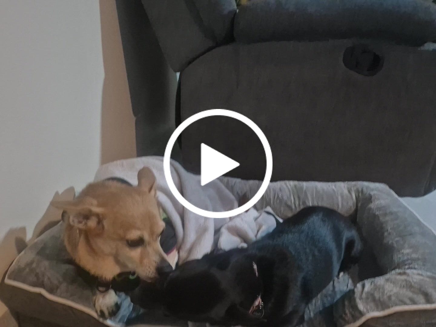 Customer video review of Manta Relajante para Mascotas