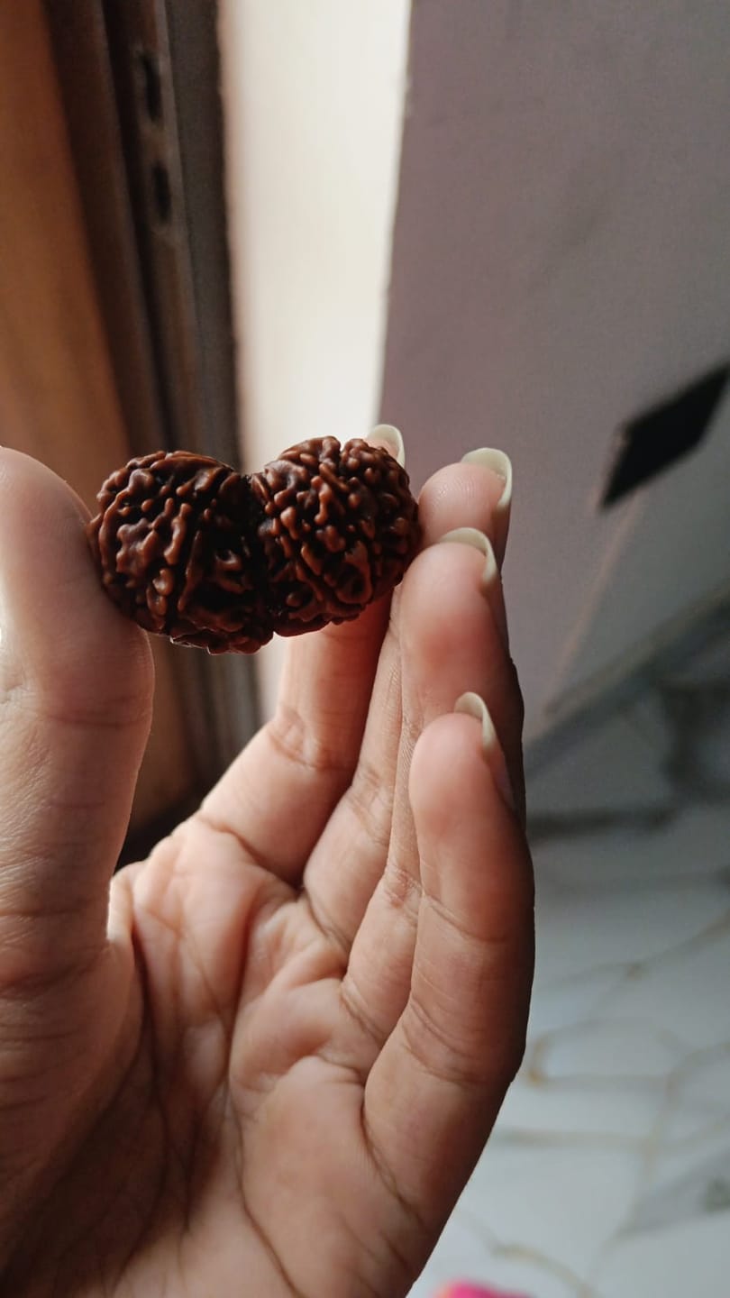 Customer photo review of Gauri Shankar Rudraksha – 100% Natural & Certified