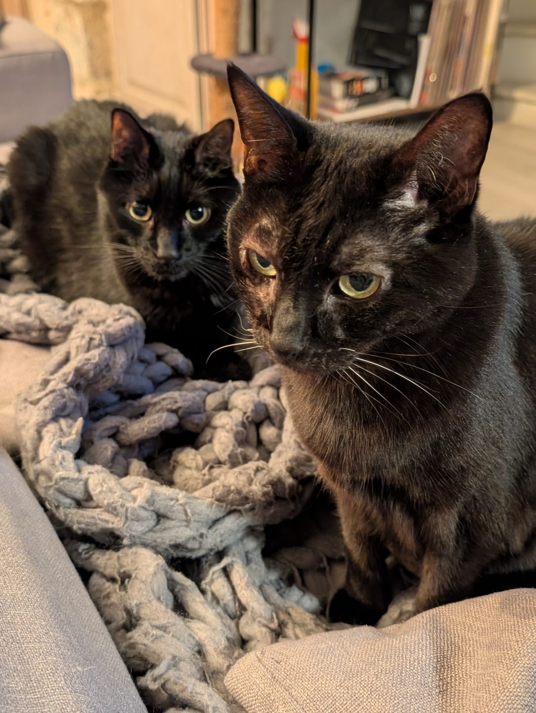 Customer photo review of Effilés à la truite, courgettes & thym (Chat stérilisé et Chat adulte)