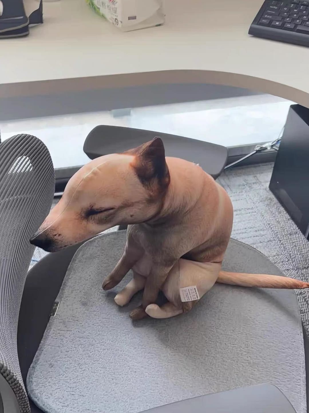 Customer photo review of Real Dog