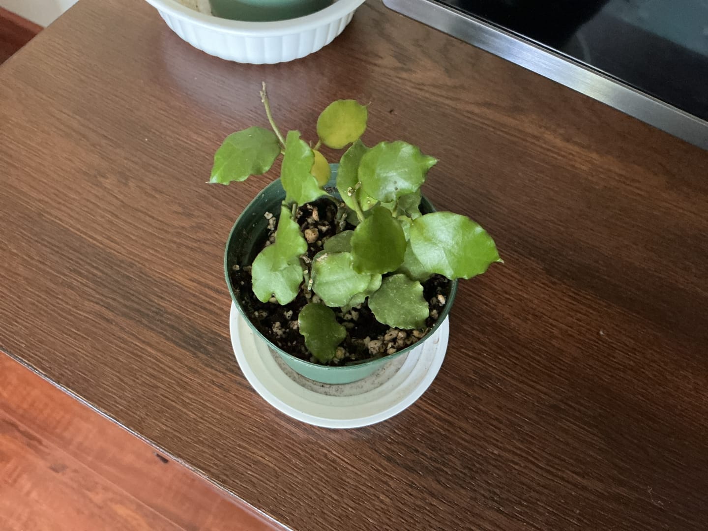Customer photo review of Hoya endauensis