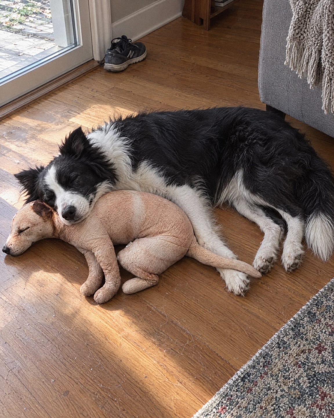 Customer photo review of Real Dog