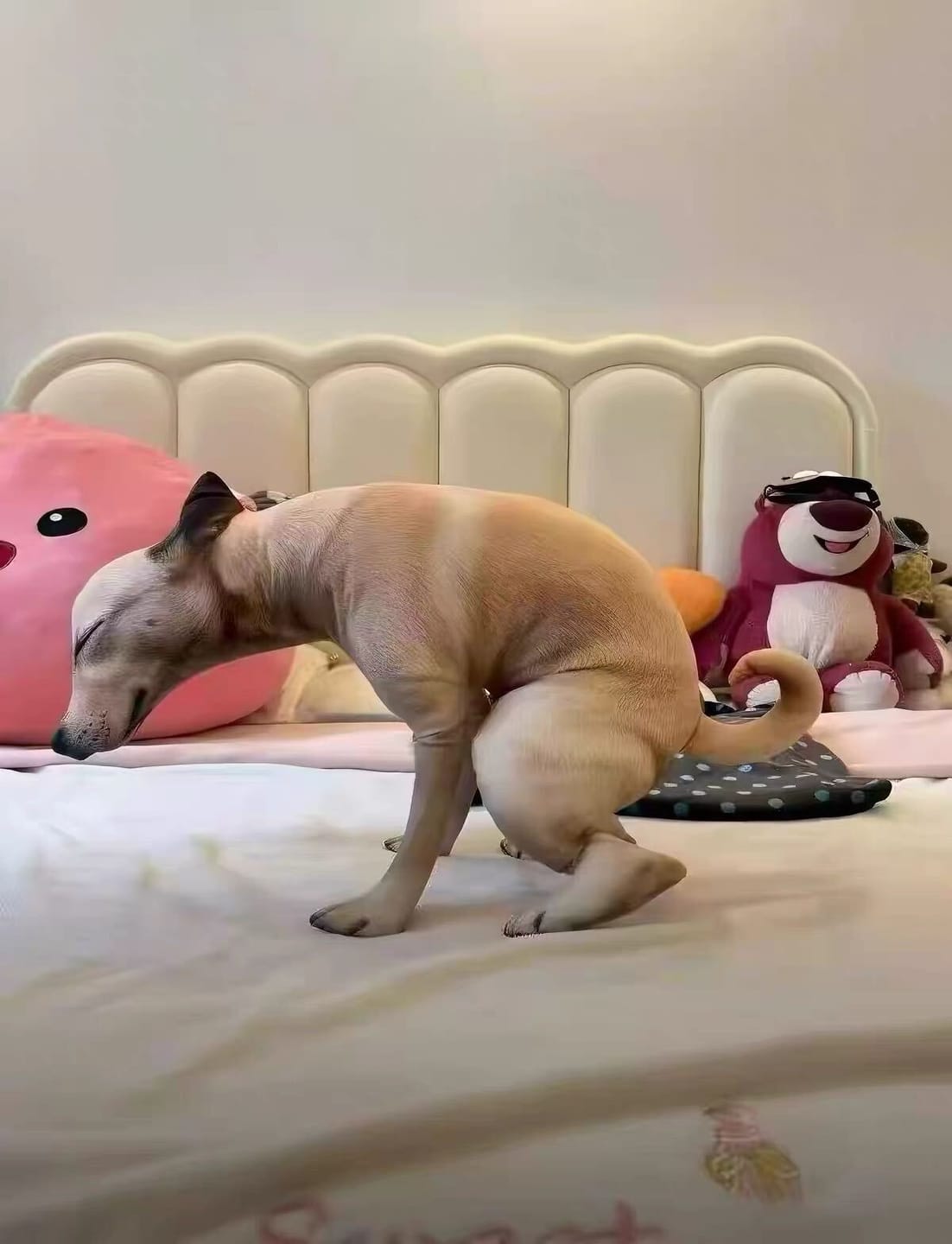 Customer photo review of Real Dog