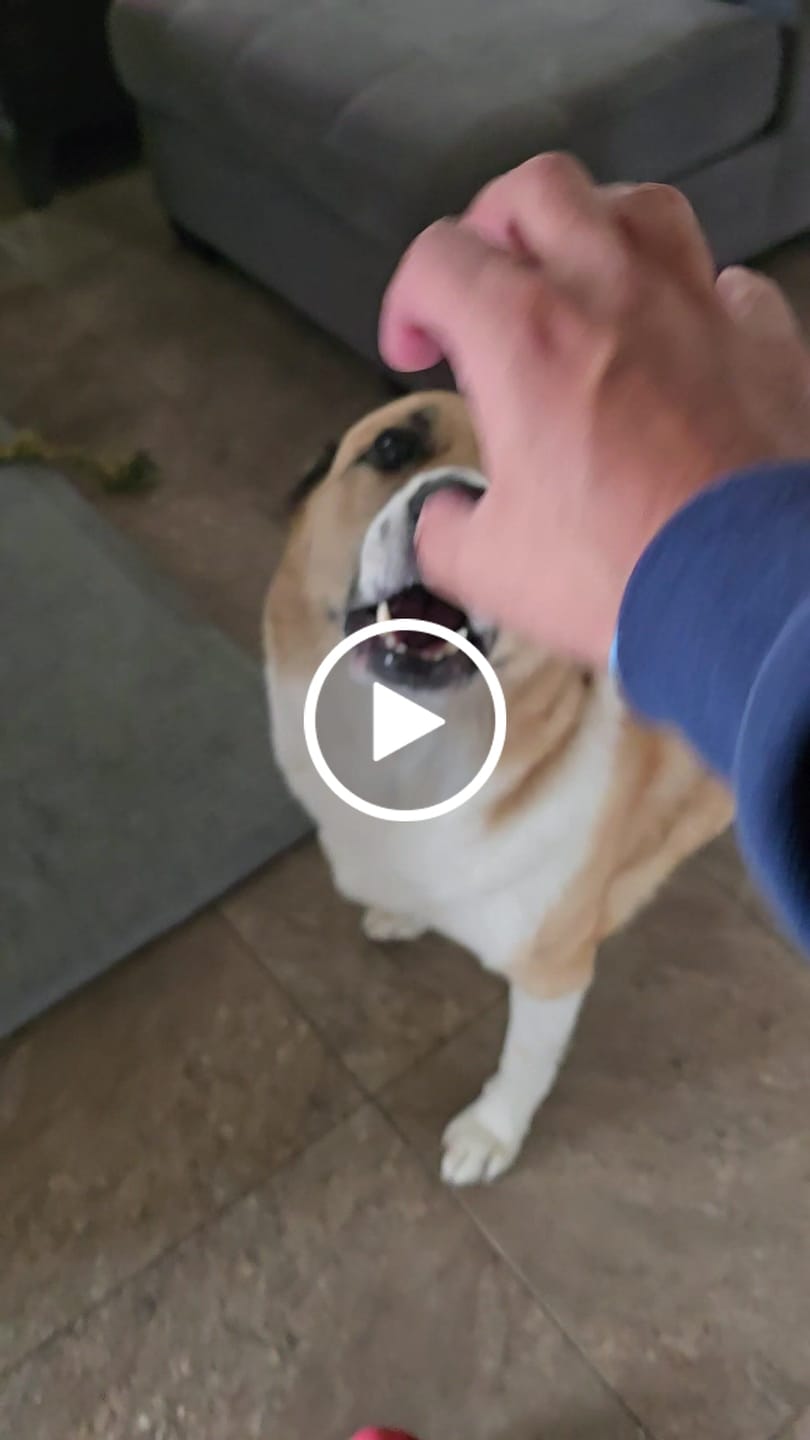 Customer video review of 12 Inch Thick Bully Stick
