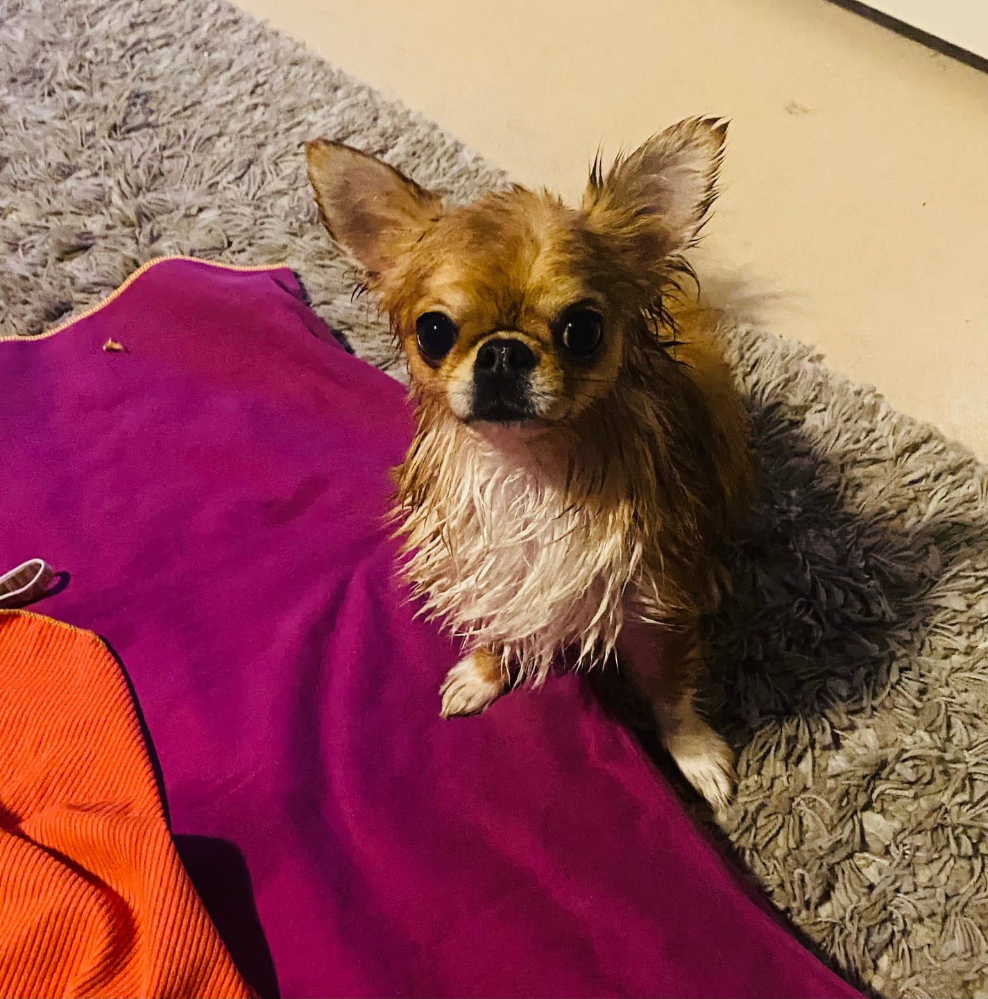 Customer photo review of Hundeshampoo Sensitiv