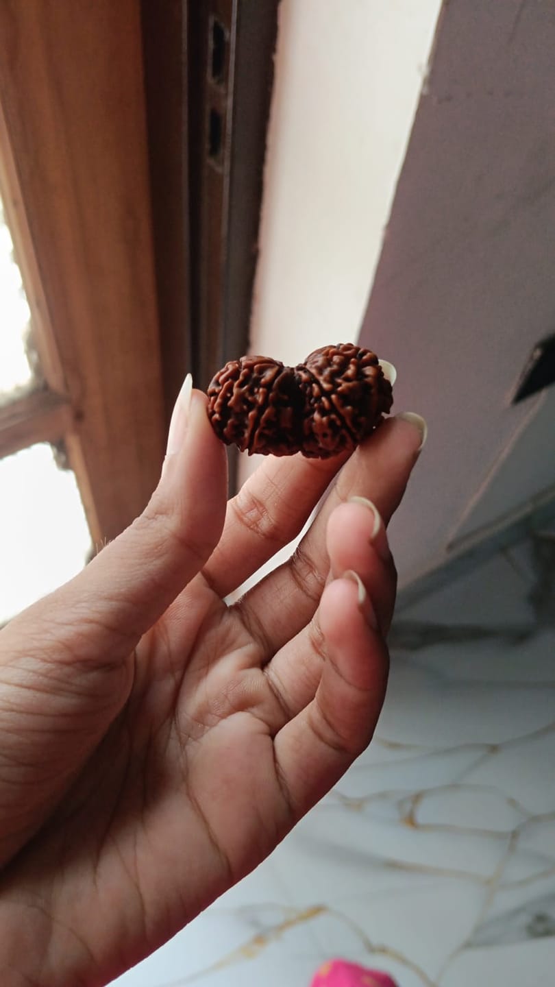 Customer photo review of Gauri Shankar Rudraksha – 100% Natural & Certified