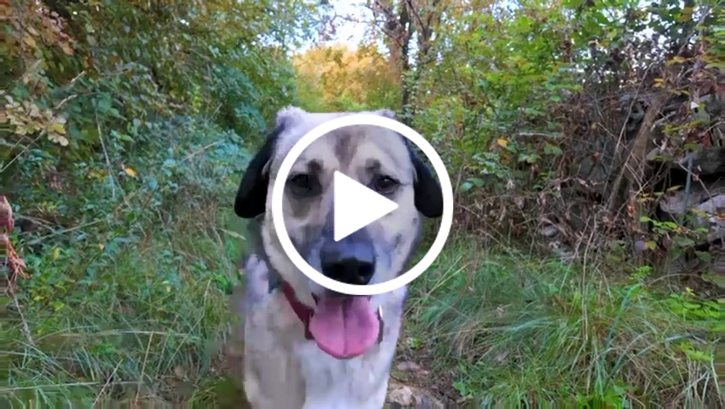 Customer video review of 4cm Combat® Collar | With Handle & Secure Clip - Burgundy